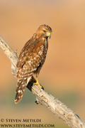 HAWKS, EAGLES, OSPREY